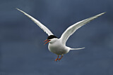 Image. Arctic Tern