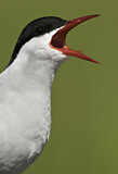 Image. Arctic Tern