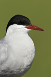 Image. Arctic Tern