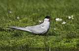 Image. Arctic Tern