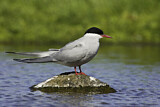 Image. Arctic Tern
