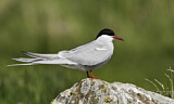 Image. Arctic Tern