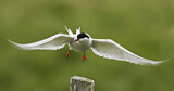 Image. Arctic Tern