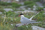 Image. Arctic Tern