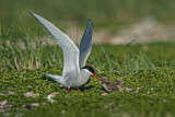 Image. Arctic Tern