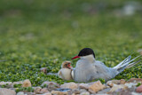 Image. Arctic Tern