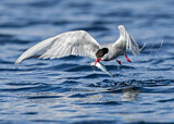 Image. Arctic Tern