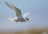 Image. Arctic Tern