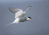 Image. Arctic Tern