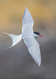 Image. Arctic Tern