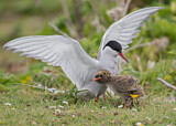 Image. Arctic Tern