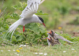 Image. Arctic Tern