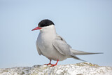 Image. Arctic Tern