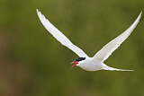 Image. Arctic Tern