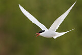 Image. Arctic Tern