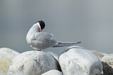 Image. Arctic Tern