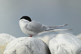 Image. Arctic Tern