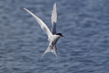 Image. Arctic Tern