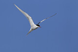 Image. Arctic Tern