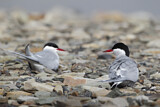 Image. Arctic Tern