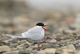 Image. Arctic Tern