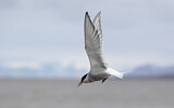 Image. Arctic Tern