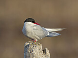 Image. Arctic Tern
