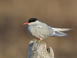Image. Arctic Tern