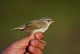 Image. Arctic Warbler