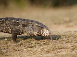 Image. Argentine Black and White Tegu