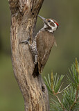 Image. Arizona Woodpecker