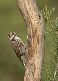 Image. Arizona Woodpecker