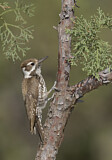 Image. Arizona Woodpecker