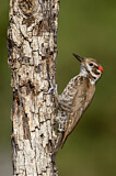 Image. Arizona Woodpecker