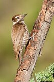 Image. Arizona Woodpecker