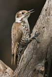 Image. Arizona Woodpecker