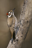Image. Arizona Woodpecker