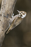 Image. Arizona Woodpecker
