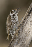 Image. Arizona Woodpecker