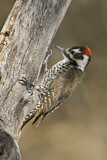 Image. Arizona Woodpecker