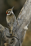 Image. Arizona Woodpecker