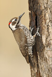 Image. Arizona Woodpecker