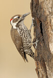 Image. Arizona Woodpecker