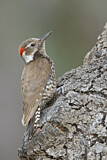Image. Arizona Woodpecker