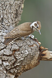 Image. Arizona Woodpecker