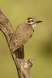 Image. Arizona Woodpecker