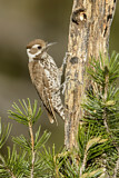 Image. Arizona Woodpecker