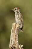 Image. Arizona Woodpecker