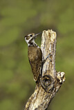 Image. Arizona Woodpecker