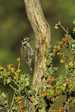 Image. Arizona Woodpecker